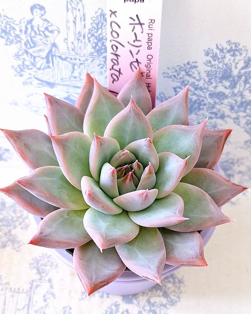 ホーリンゼ×コロラータアテマハック札付きポットごとメルカリ便ルイパパさん苗やや傷や汚れあり