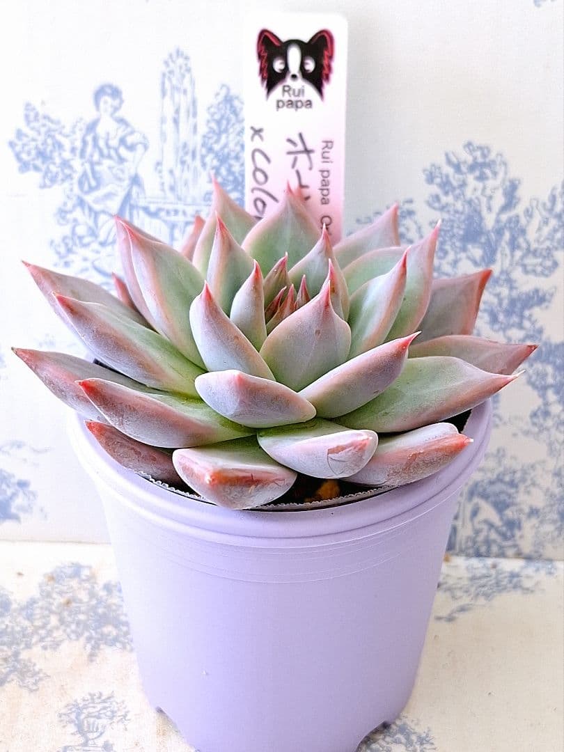 ホーリンゼ×コロラータアテマハック札付きポットごとメルカリ便ルイパパさん苗やや傷や汚れあり