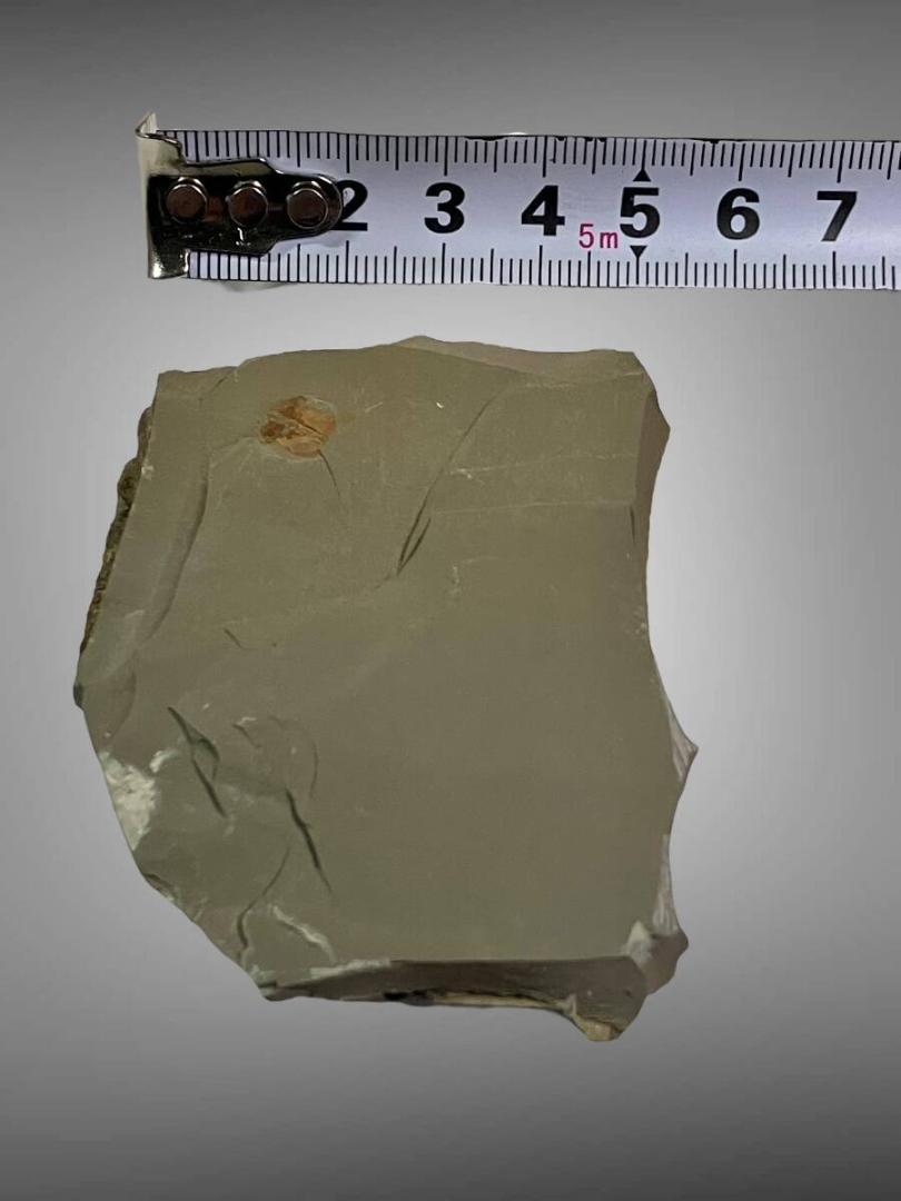 spinosa カンブリア爆発