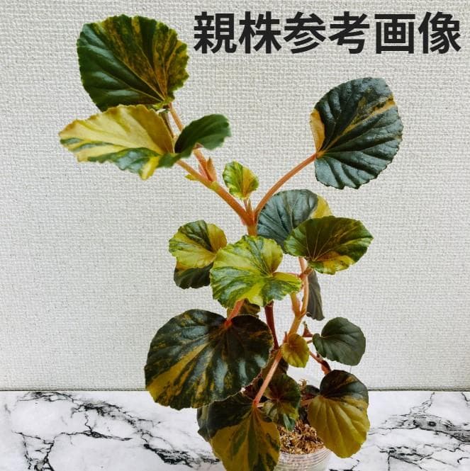 7/31まで　ベゴニア　ククラータ　斑入り（オーレア、イエロー） 7/31まで ベゴニア ククラータ 斑入り（オーレア、イエロー） 7