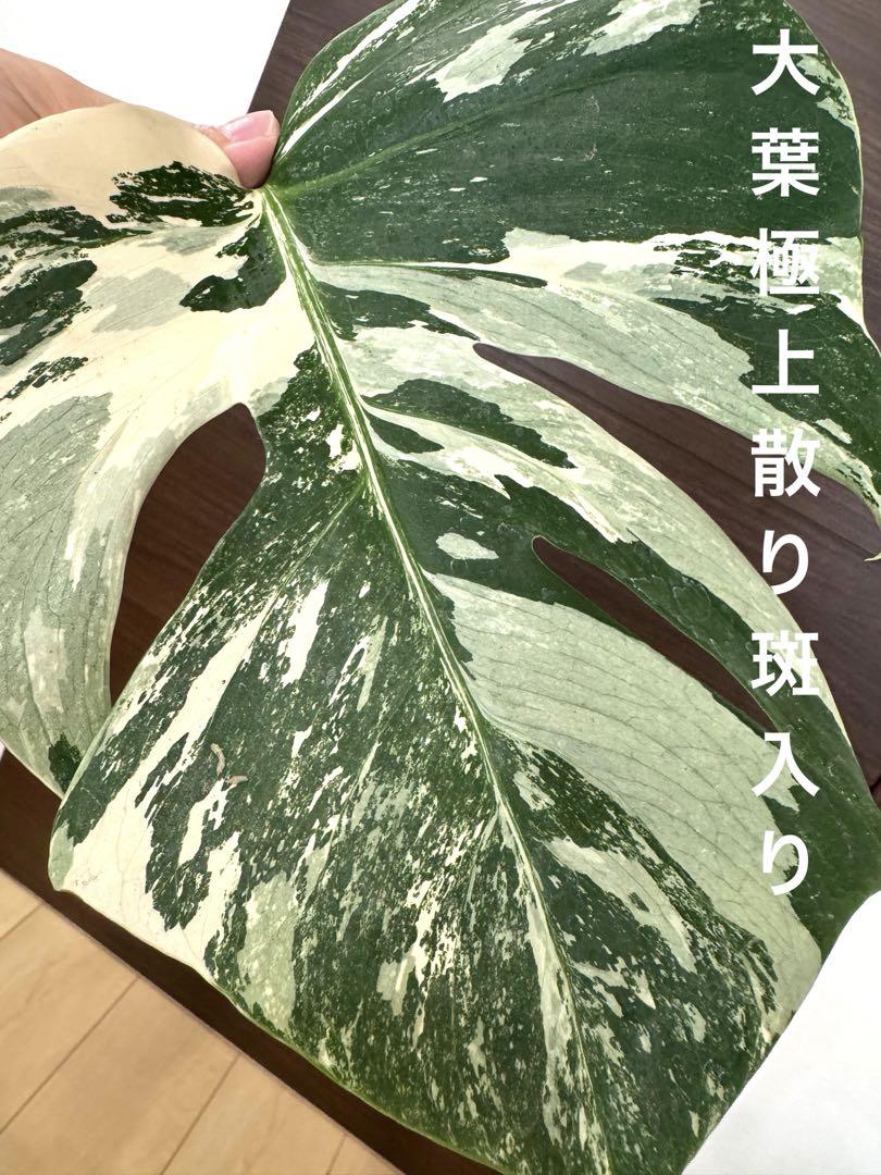 大葉！極上散り斑入り モンステラ斑入り ホワイトタイガー
