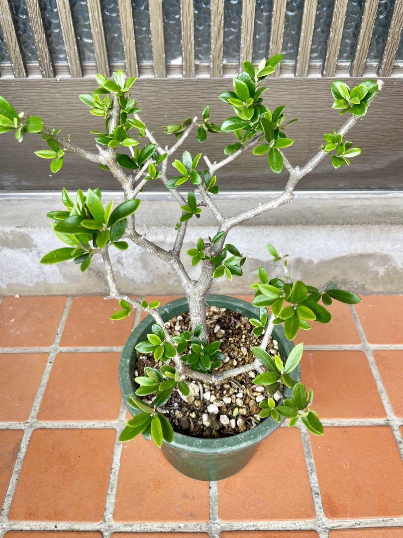 盆栽仕立て オリーブ 観葉植物 シンボルツリー