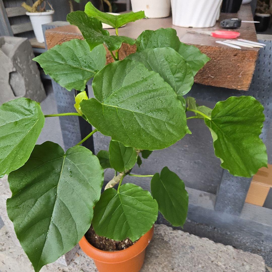 ① ウンベラータ 曲がり仕立て 7号 最高等級 ① ウンベラータ 曲がり仕立て 7号 最高等級