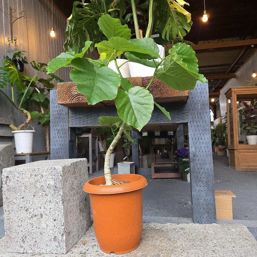 ① ウンベラータ 曲がり仕立て 7号 最高等級 ① ウンベラータ 曲がり仕立て 7号 最高等級