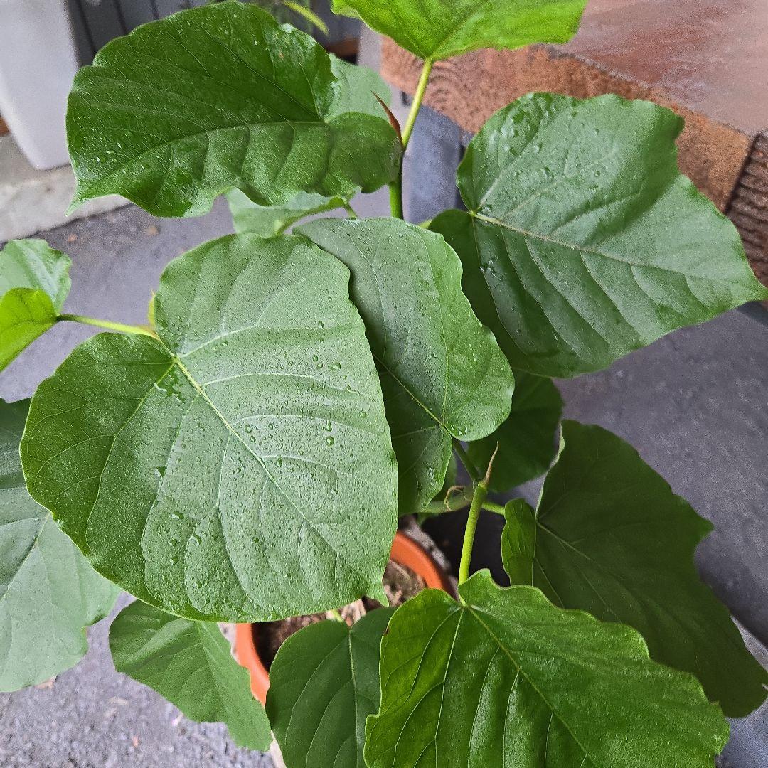 ① ウンベラータ 曲がり仕立て 7号 最高等級 ① ウンベラータ 曲がり仕立て 7号 最高等級