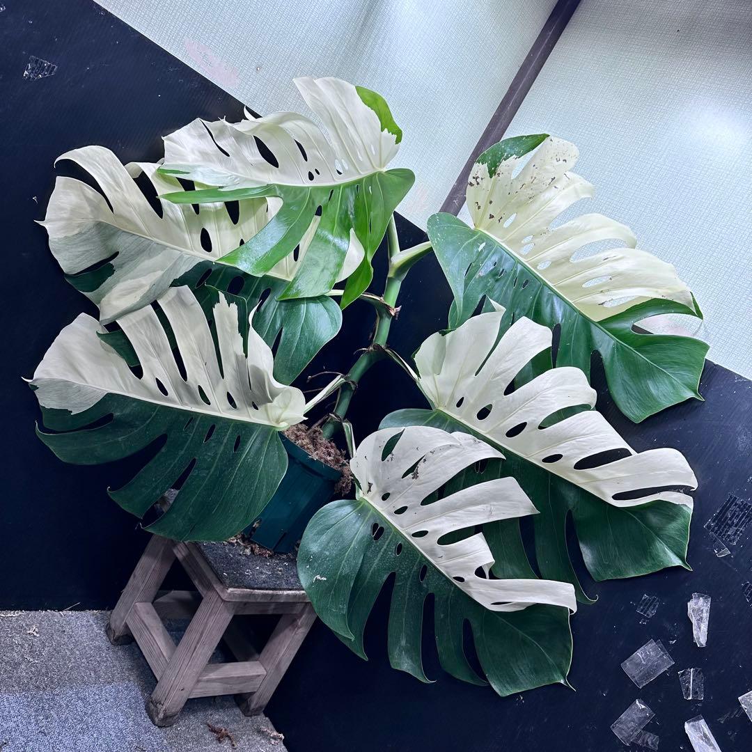 モンステラ斑入りハーフムーンホワイトタイガー極美斑入り　　 80cm超大株レア