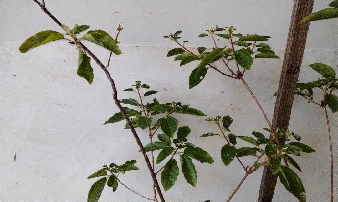 苗 2本立ちバイカツツジ