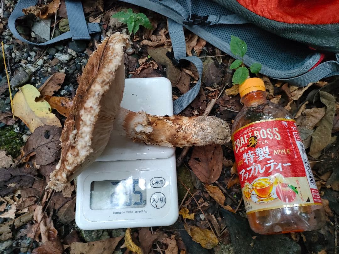 南信州産 本日採松茸230g