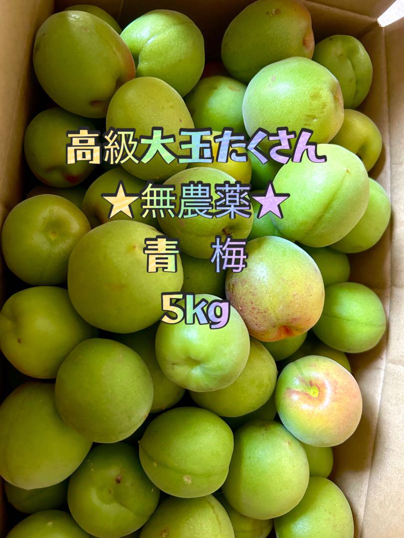 無農薬 青梅 5kg 高級大玉が たくさんでお得！数量限定品