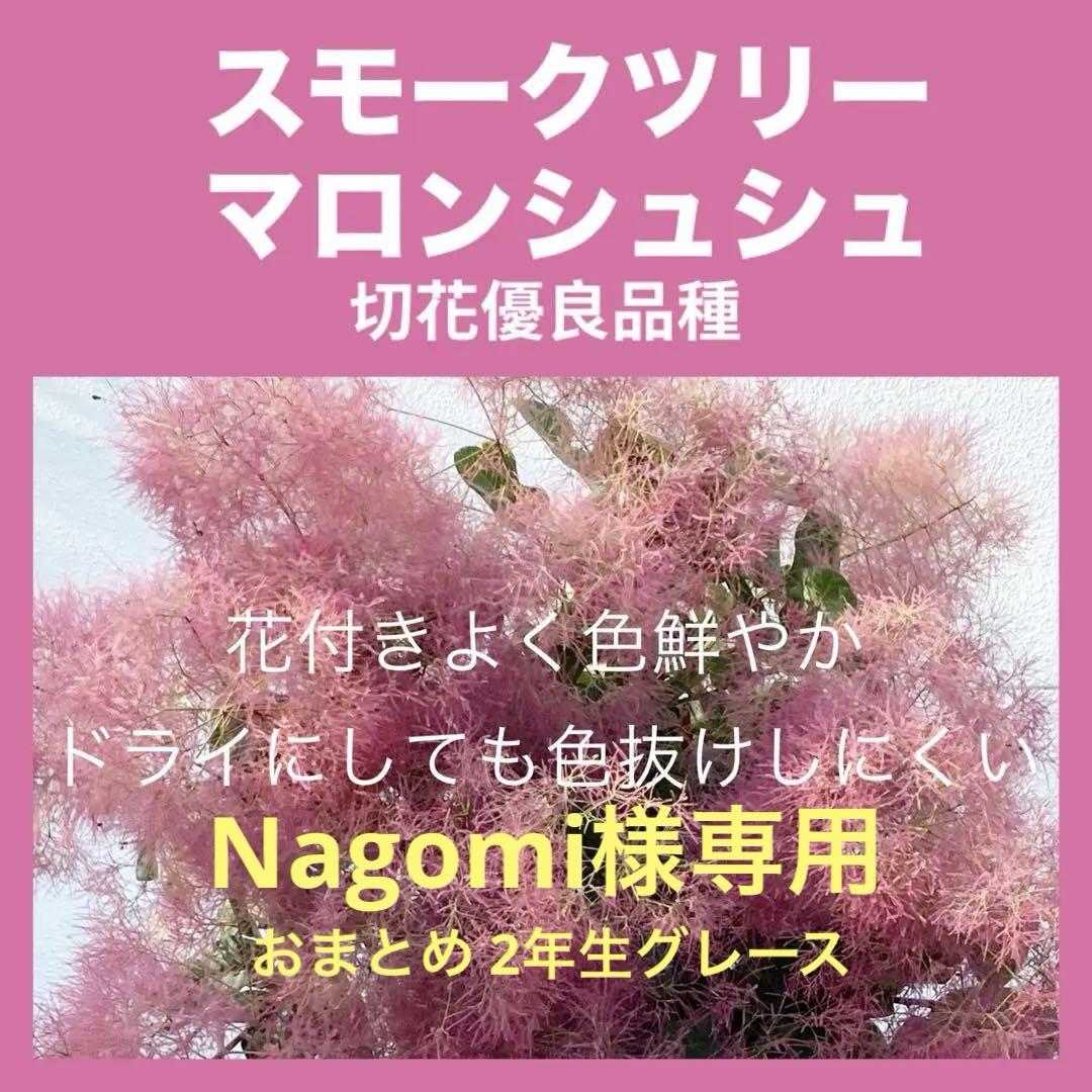 おまとめ2年生グレース マロンシュシュ スモークツリー 苗 苗木 雌株