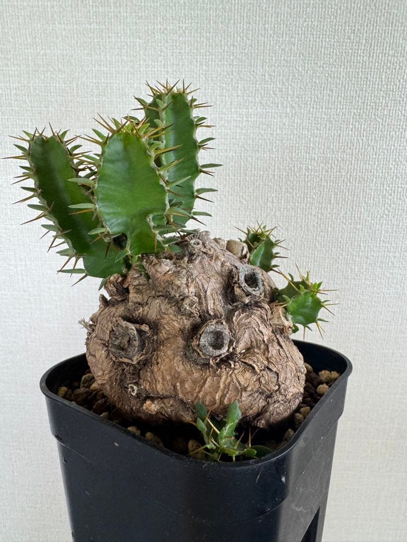 手乗り ムランジーナ / ユーフォルビア グラキリス フォークイエリア 手乗り ムランジーナ / ユーフォルビア グラキリス フォークイエリア