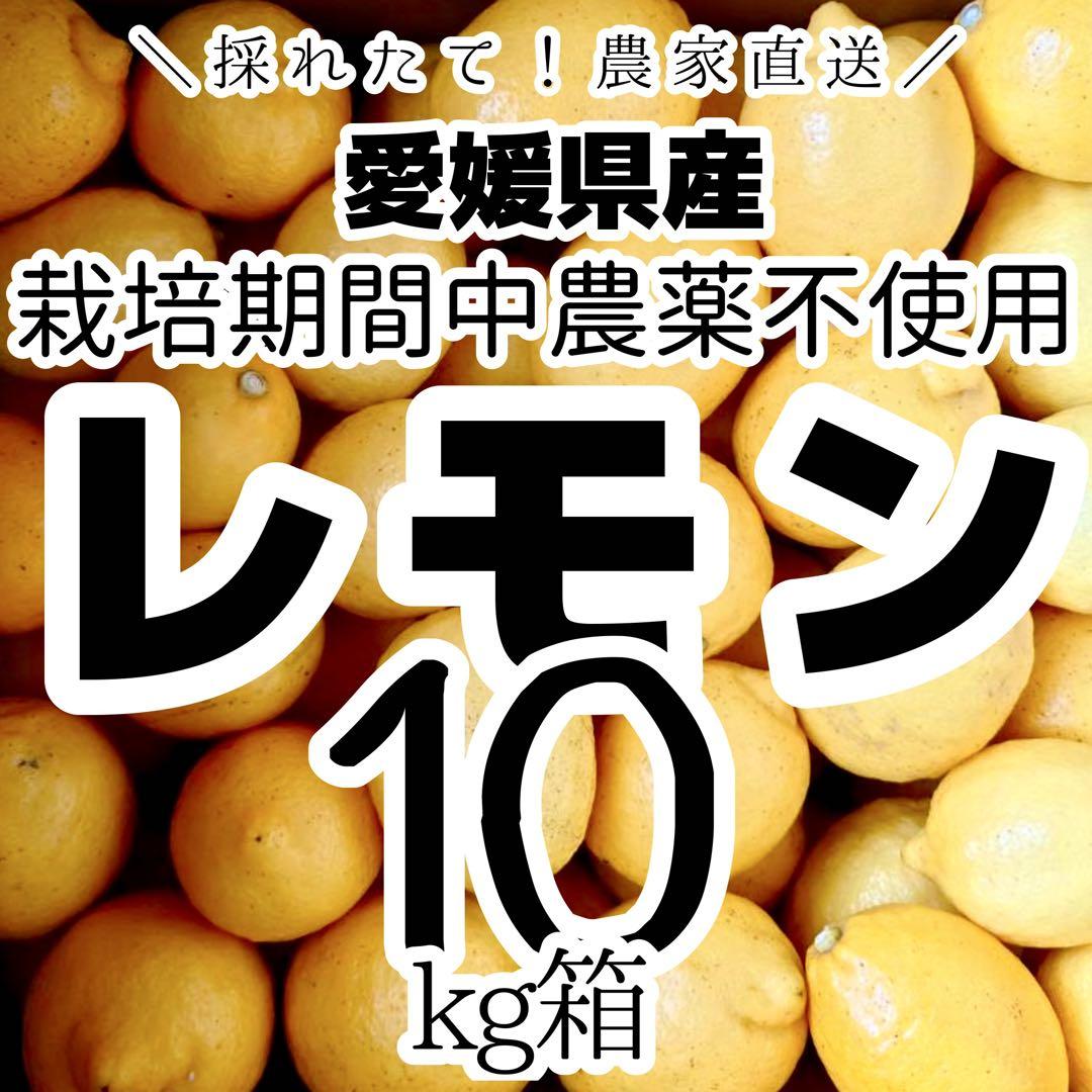 農薬不使用の国産レモン 10kg箱【木成レモン！愛媛の農家直送】0629ほ