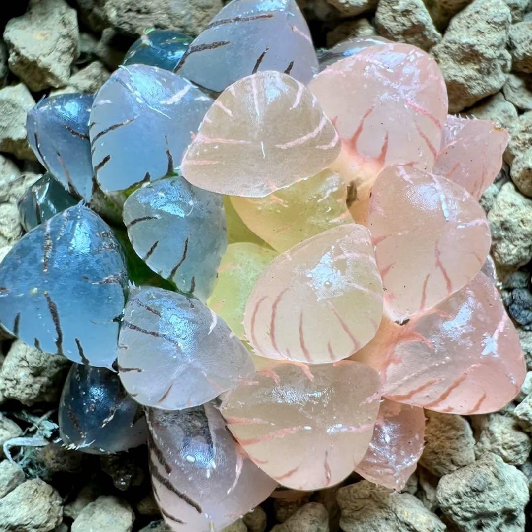 お待たせ! 多肉植物 ハオルチア OB-1オブツーサ錦 鮮明錦 美品 - メルカリ ハオルチア・アロエ