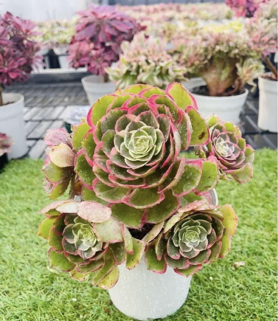 アエオニウム　ピンク花妖(粉花妖）根付き