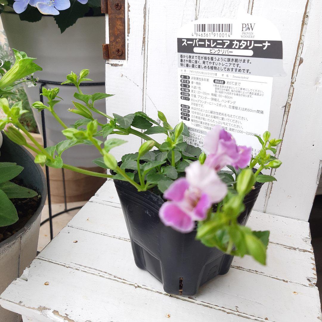 お待たせ 植物 観葉植物 スーパートレニアカタリーナ ピンクリバー Www Nexgenmedical Com お待たせ 植物 観葉植物 スーパートレニアカタリーナ ピンクリバー Www Nexgenmedical Com