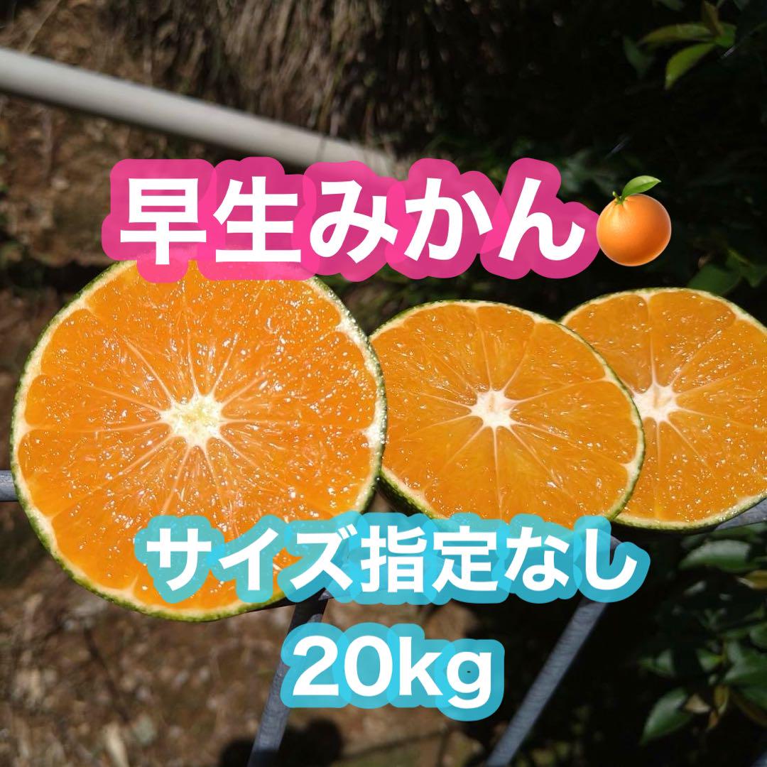 早生みかん 20kg サイズ指定なし