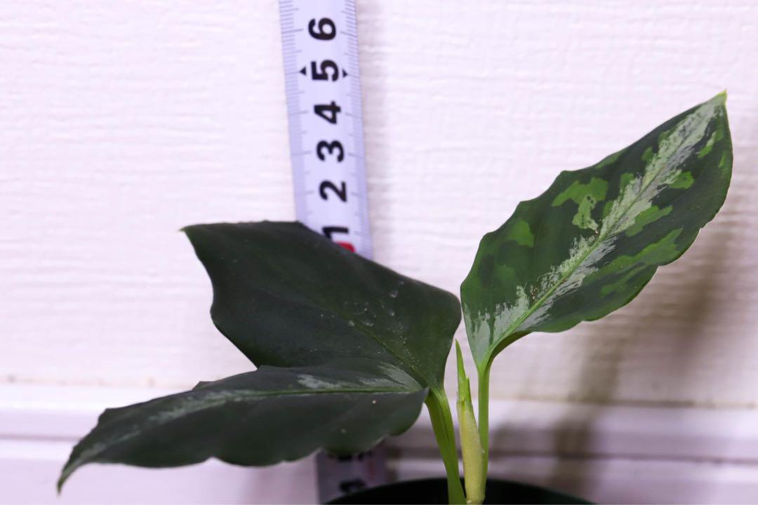Aglaonema pictumマルチカラー白玉特選株【アグラオネマピクタム】 Aglaonema pictumマルチカラー白玉特選株【アグラオネマピクタム】