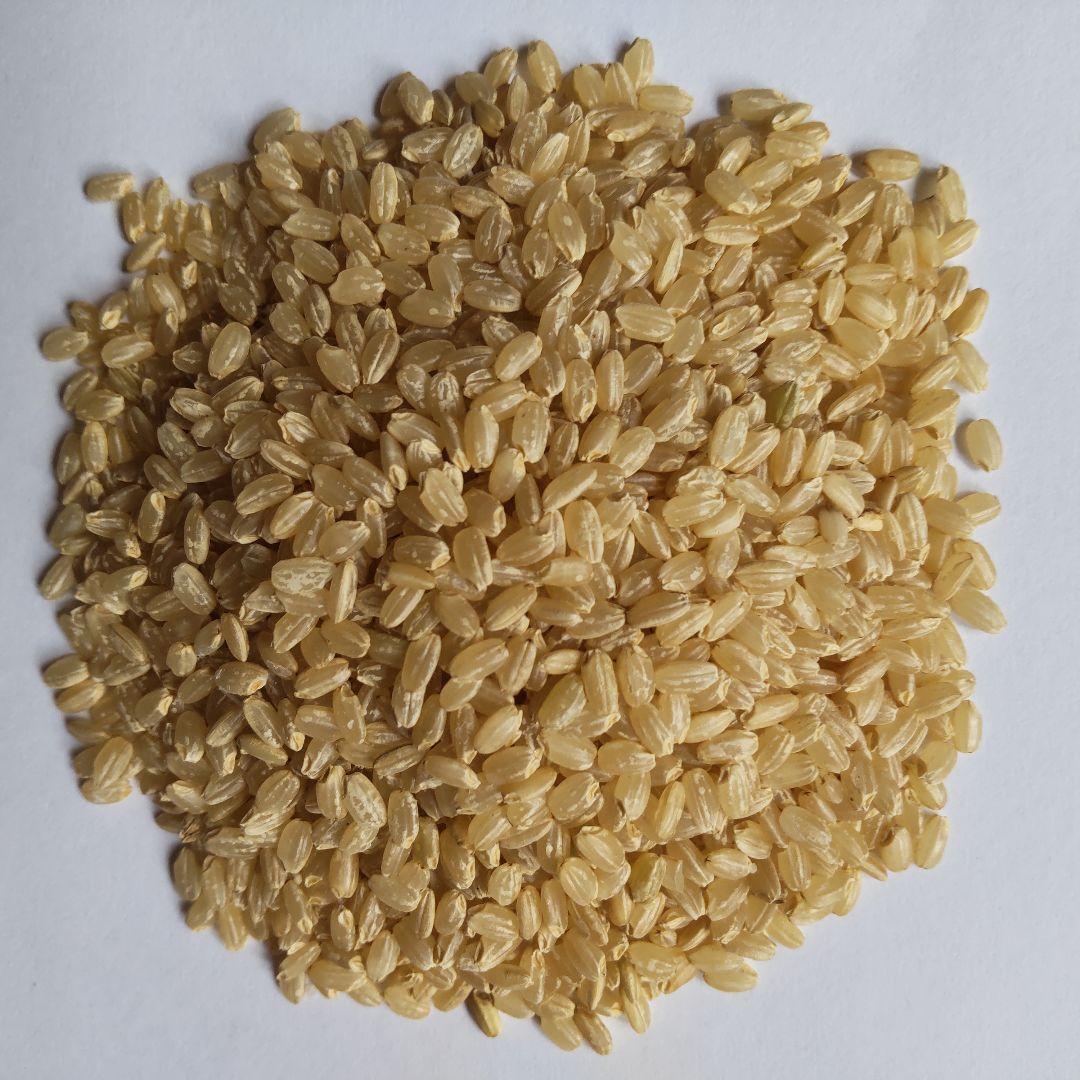 令和6年産キヌヒカリ 玄米 10kg 　減農薬