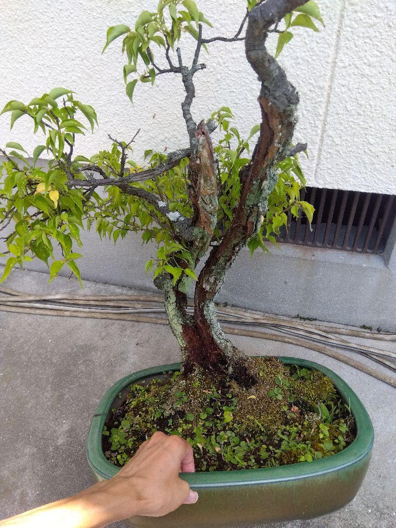 梅　盆栽　古木❗