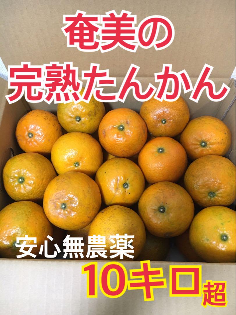 ワン様♡★奄美大島産★奄美の完熟たんかん　たっぷり大満足10キロ オリジナル食品・飲料・酒 - ☆奄美大島産☆奄美の完熟たんかん