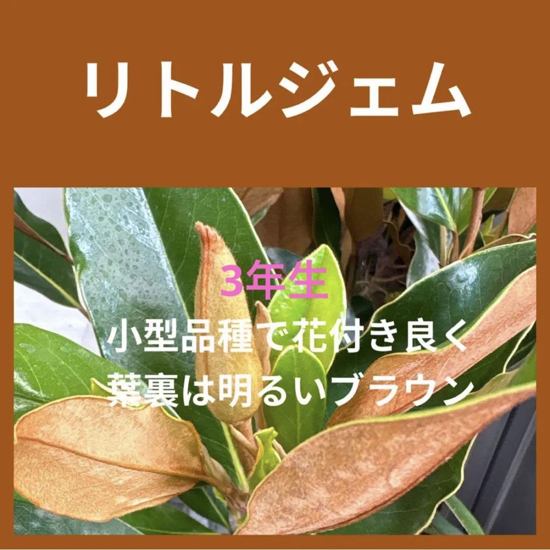 3. リトルジェム マグノリア 泰山木 タイサンボク 苗 苗木 小型品種