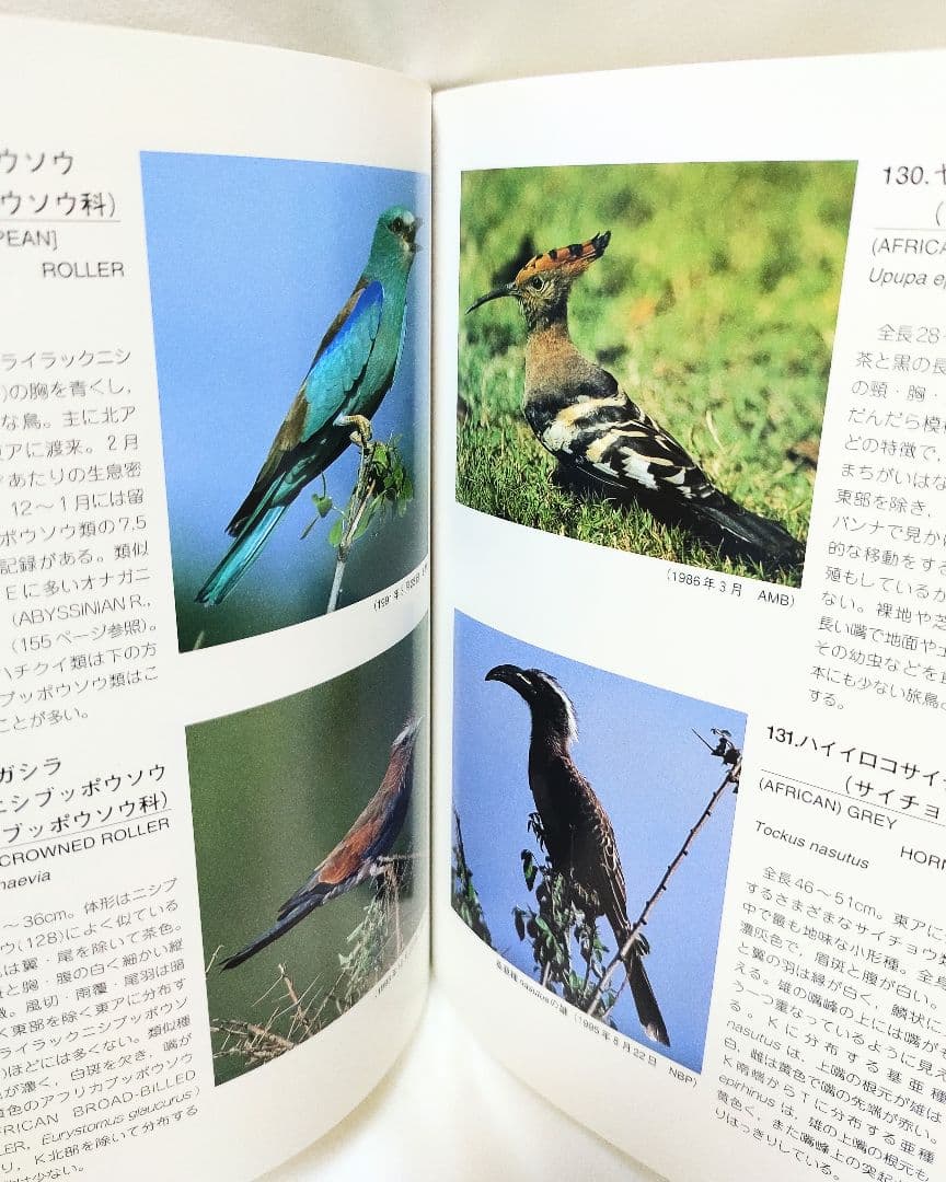 東アフリカの鳥 海外バードウォッチング 小倉寛太郎 サイン入り メルカリ