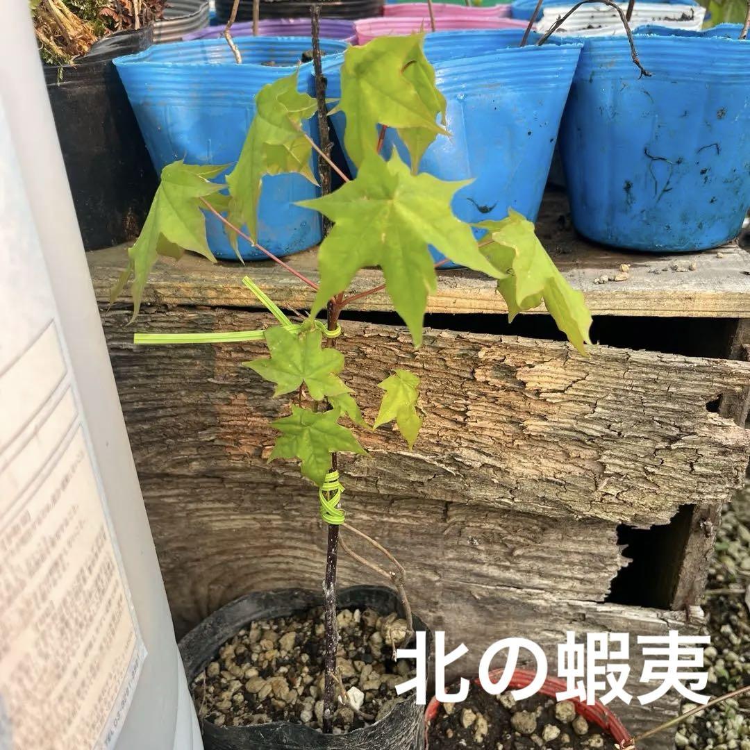 紅葉　苗木 緑色の葉