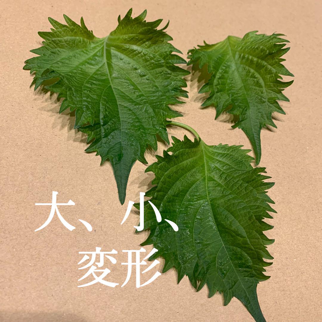 大葉農園 大葉農園