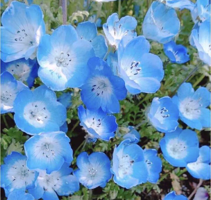 メルカリ 不動の人気 種350粒超 ネモフィラインシグニスブルー 植物 観葉植物 300 中古や未使用のフリマ メルカリ 不動の人気 種350粒超 ネモフィラインシグニスブルー 植物 観葉植物 300 中古や未使用のフリマ