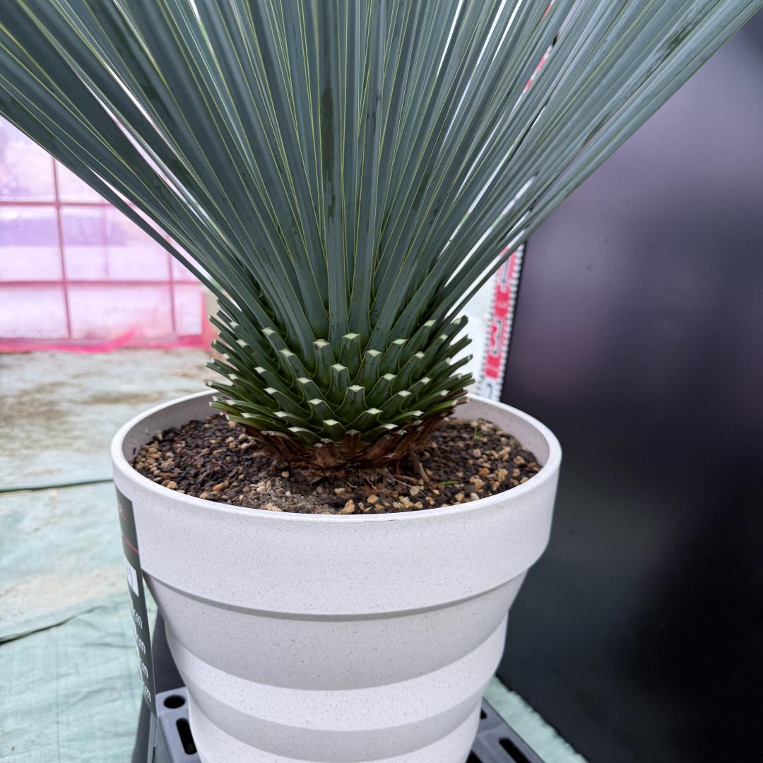 数量 販売やや傷や汚れあり