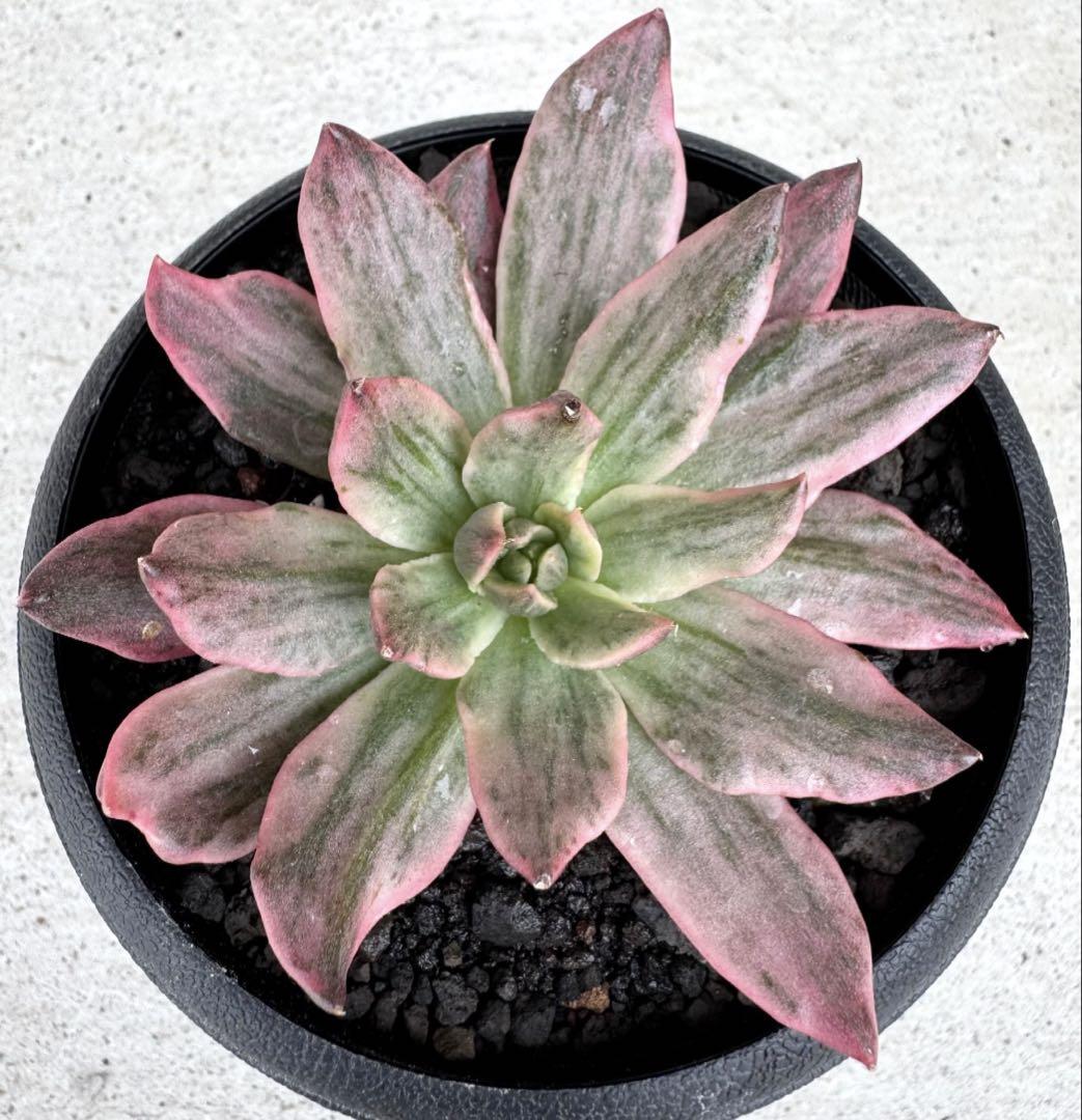 多肉植物　レッドプリンス錦