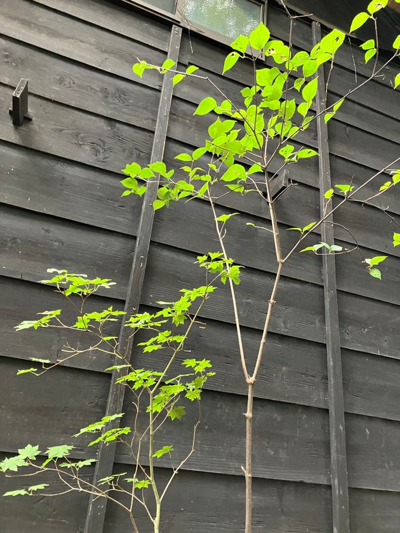 山採り コハウチワカエデ