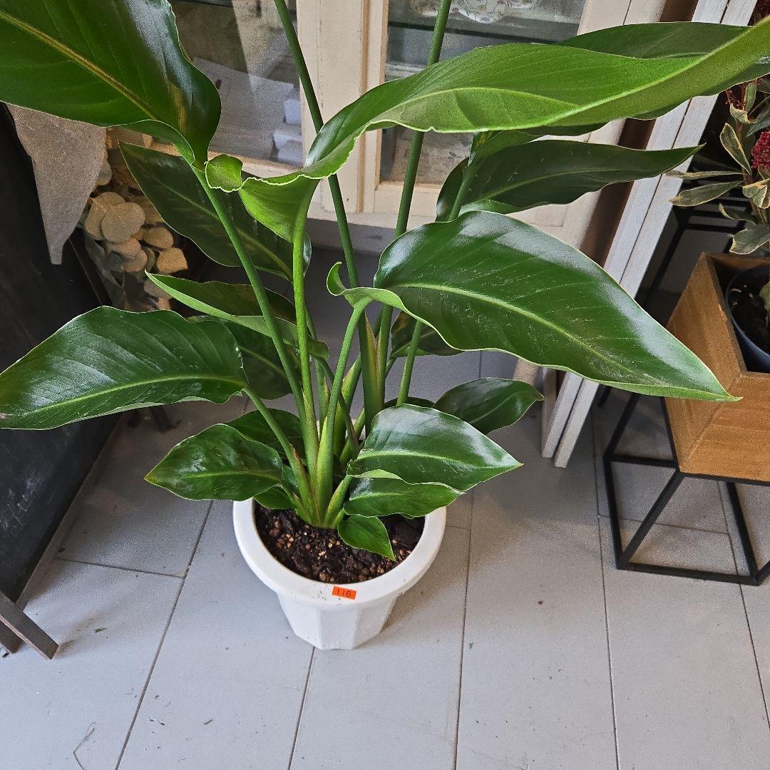 ⑤　ストレリチア　オーガスタ　8号　３株植え　特大苗木最高等級極上品‼️ ③ ストレリチア オーガスタ 3株植え 8号 特大苗木最高等級 極上