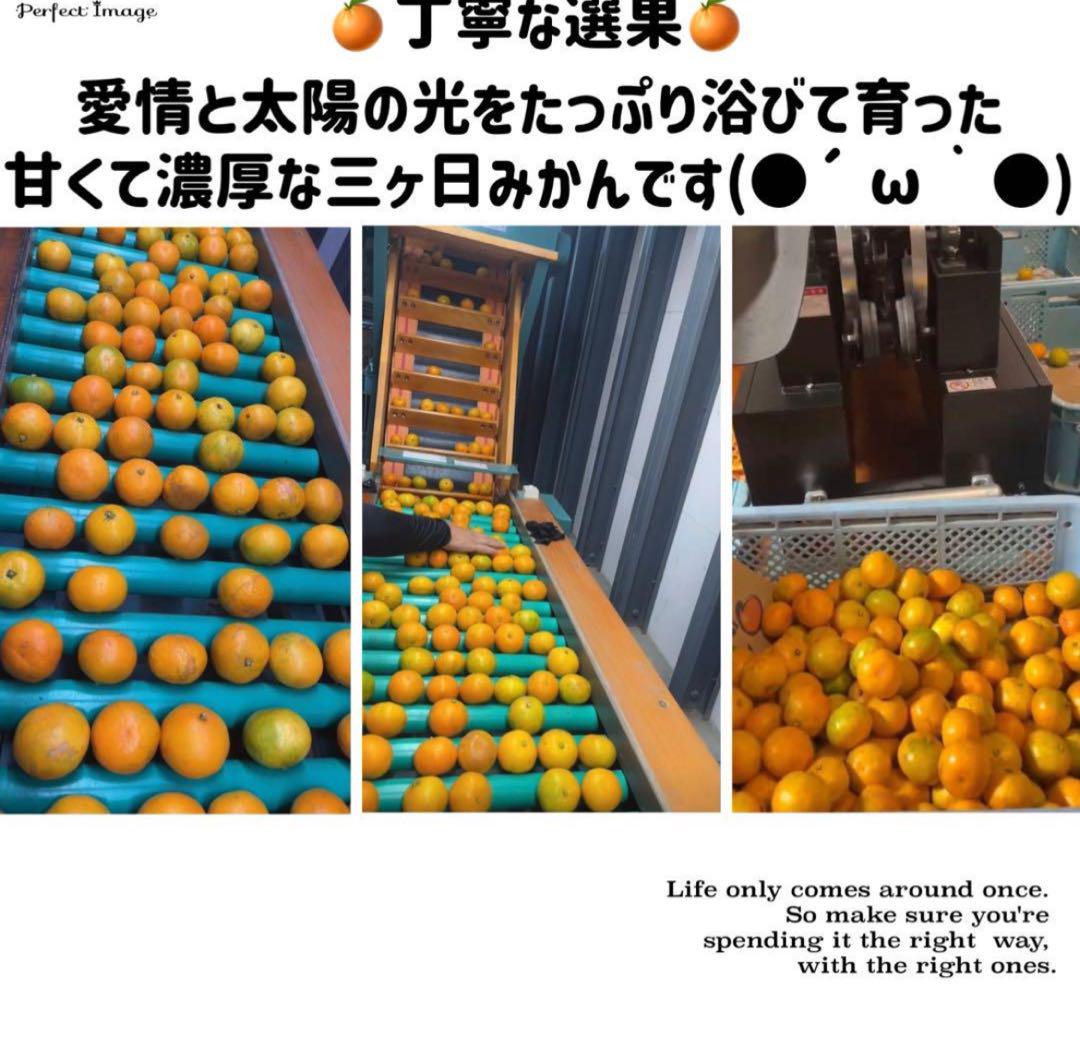 三ヶ日青島みかん15kg