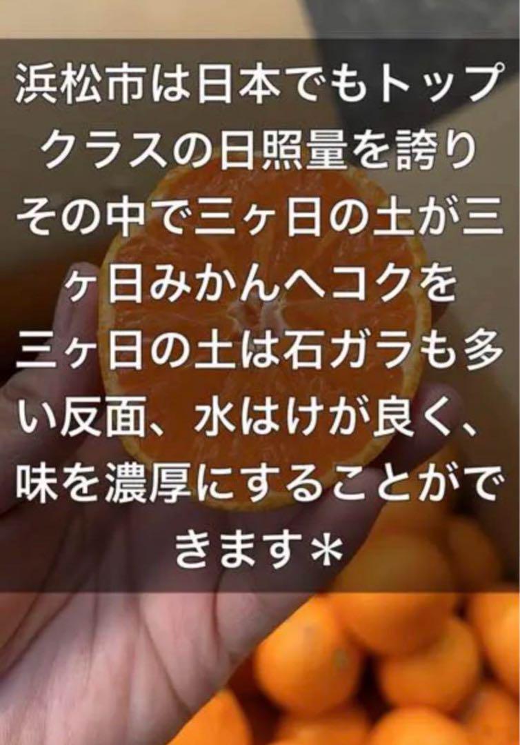 三ヶ日青島みかん15kg