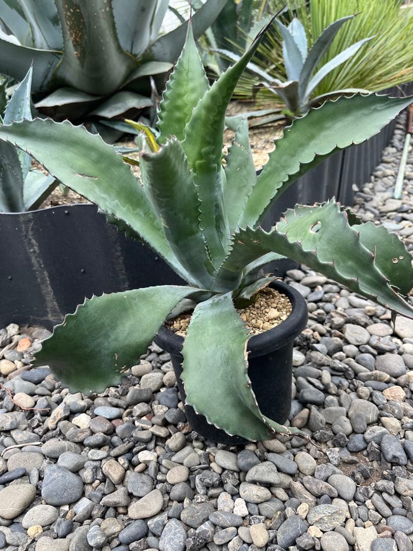 アガベ ローガンカルホーン　大株