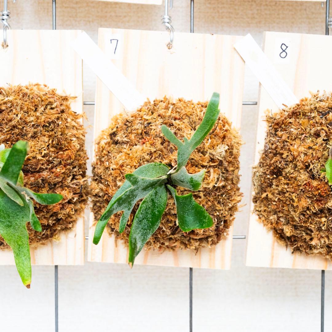 ウィリンキー ジェイドガール