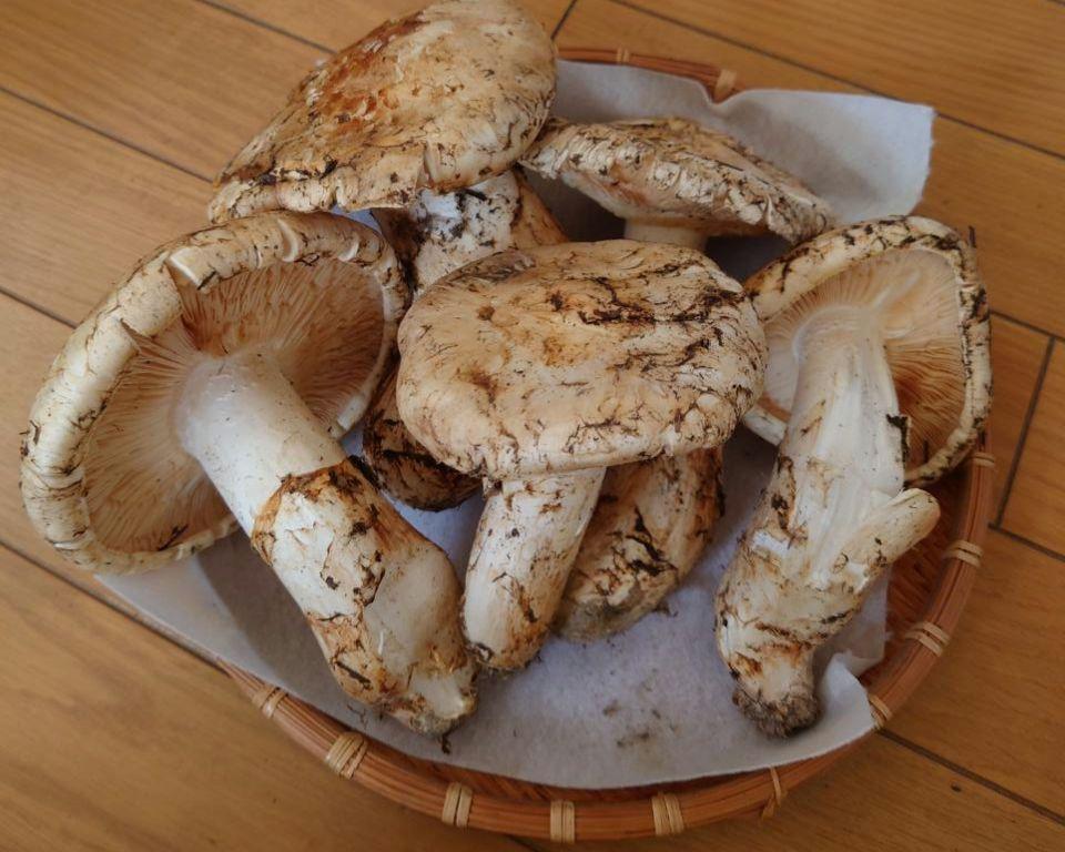 松茸(カナダ産)