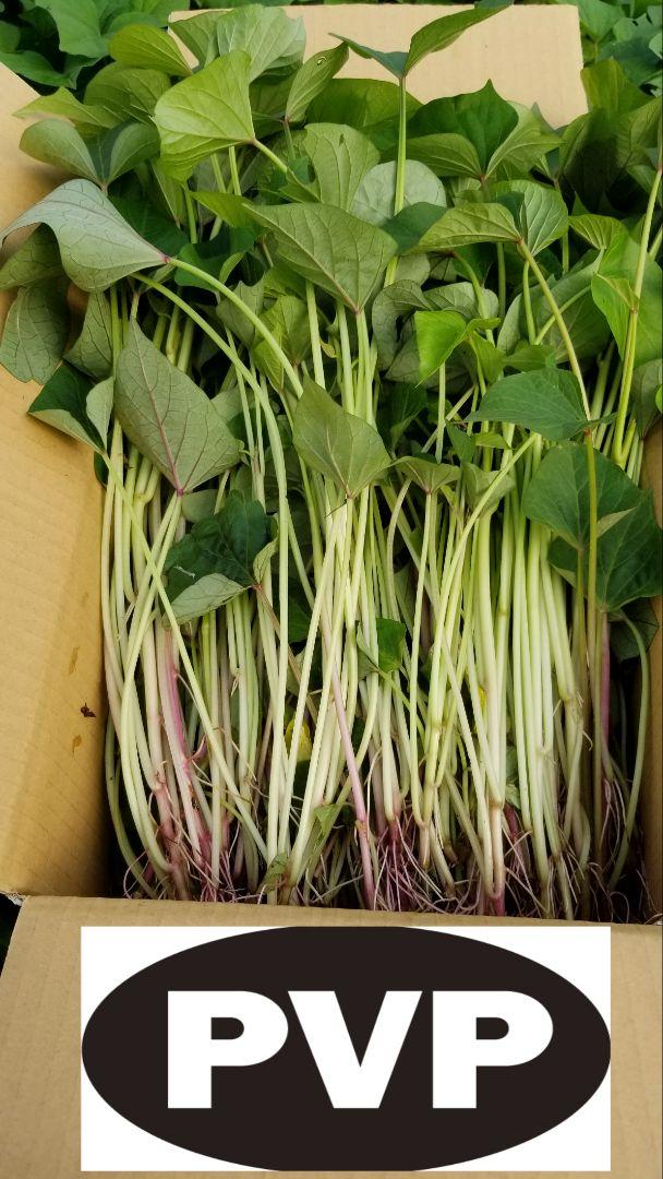 最新の激安 Soraumi様20本6月中旬発送分茨城県産紅はるかさつまいも苗 根菜・豆類・もやし