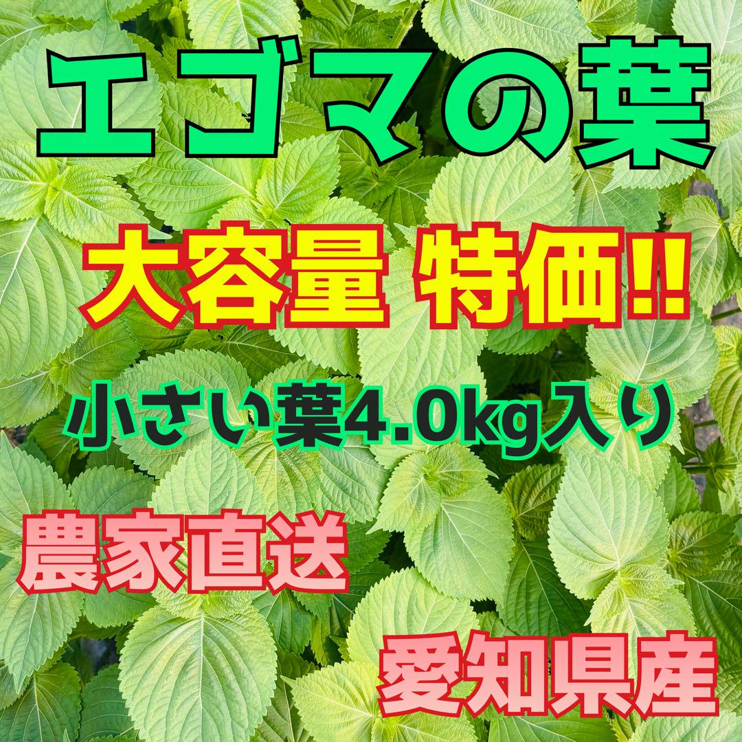 エゴマの葉 4.0kg 愛知県産 農家直送 特価 6,150円