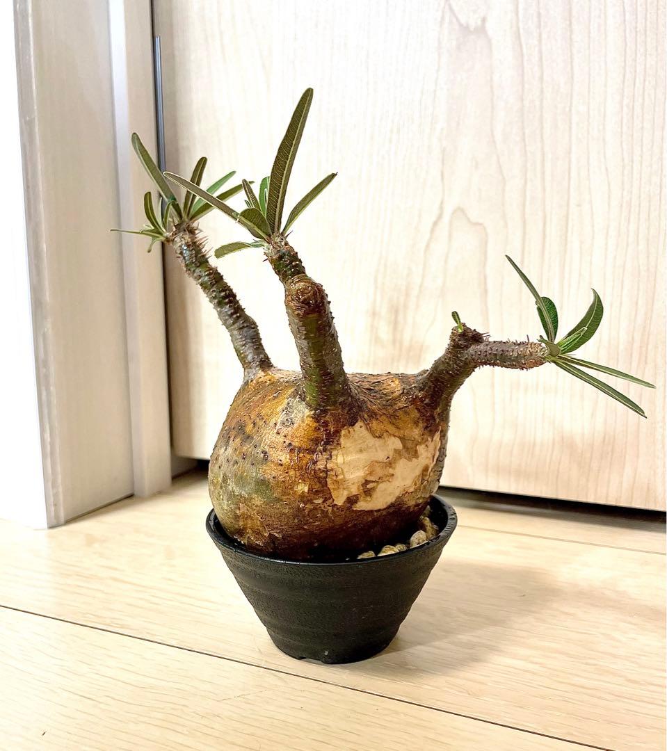 グラキリス 現地球 現地株 発根済み ミニグラキリス パキポディウム 塊根植物 グラキリス 現地球 現地株 発根済み ミニグラキリス パキポディウム 塊根植物