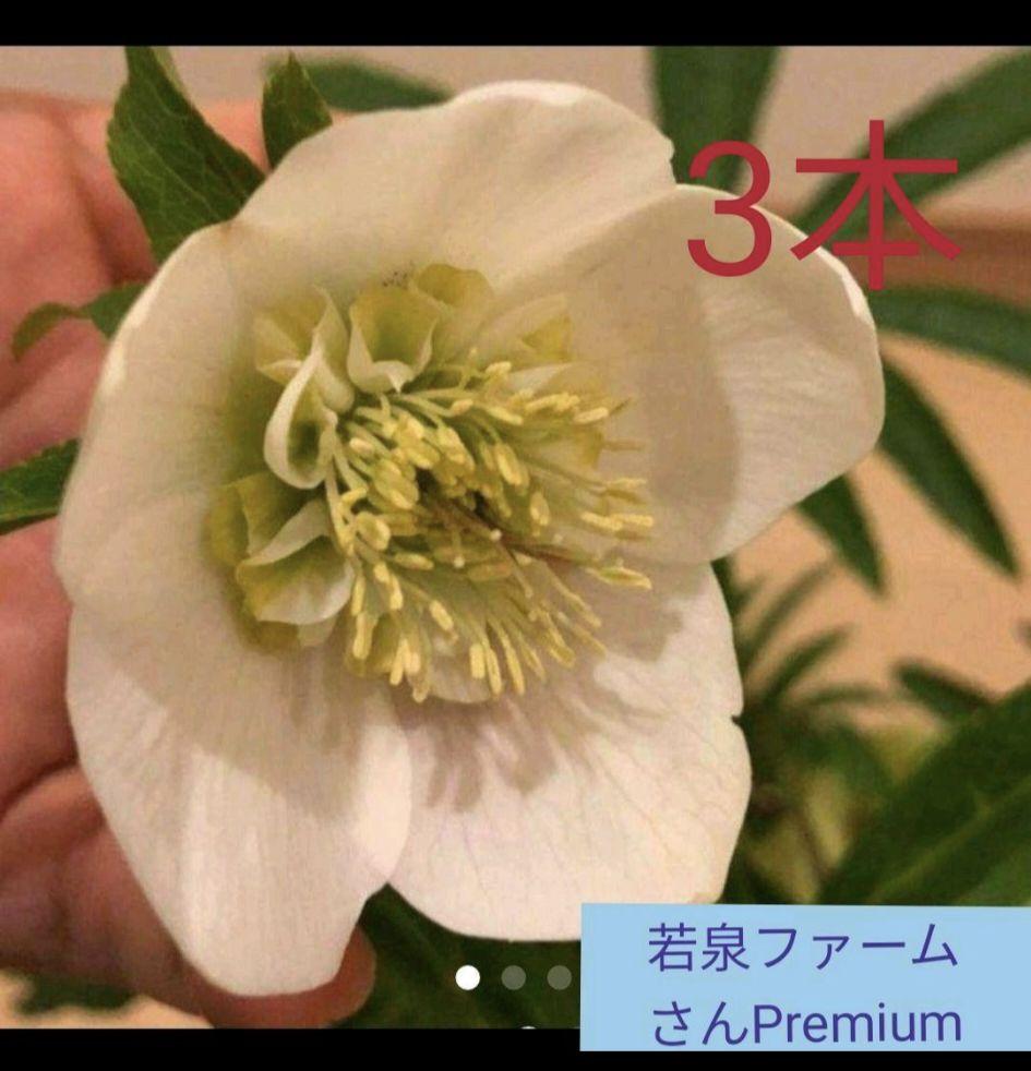 メルカリ クリスマスローズ セミダルホワイト3本 苗 鉢 花 植物 宿根 薔薇 バラ 植物 観葉植物 1 499 中古や未使用のフリマ メルカリ クリスマスローズ セミダルホワイト3本 苗 鉢 花 植物 宿根 薔薇 バラ 植物 観葉植物 1 499 中古や未使用のフリマ