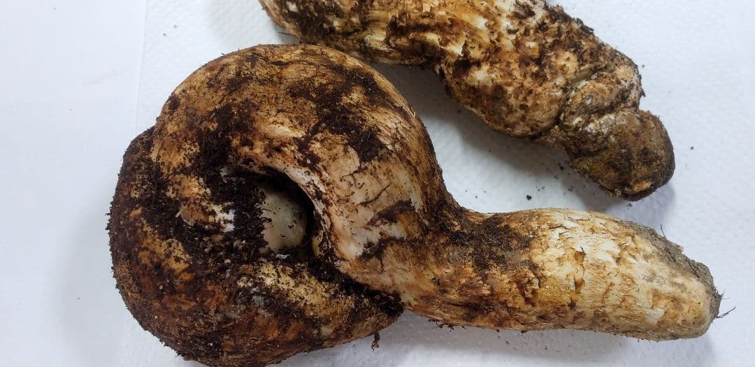 3 国産 松茸 長野県 送料込み 3 国産 松茸 長野県 送料込み