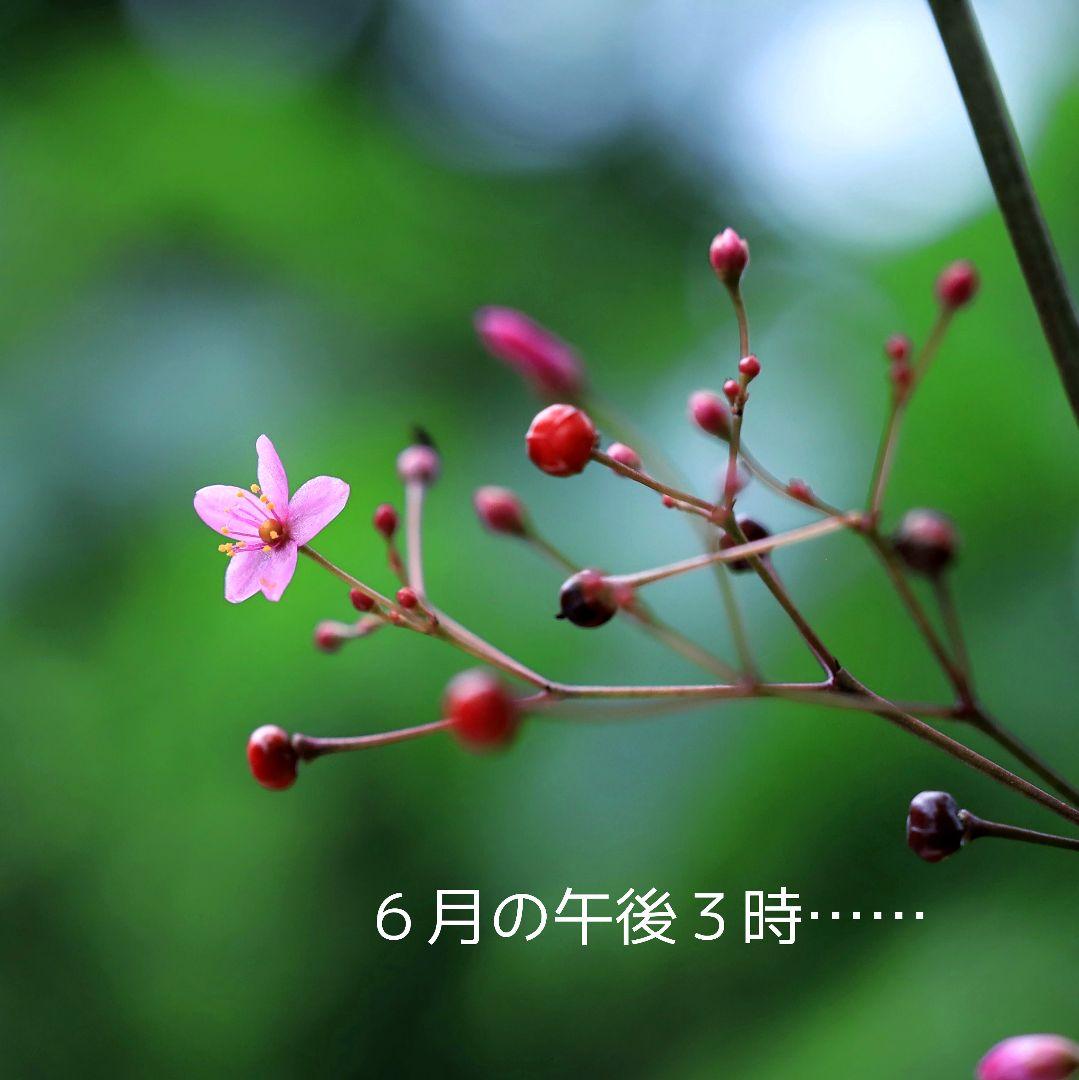 ハゼラン 三時草 種 2000粒 ゆうゆうメルカリ便 YUZUMIYA_COM