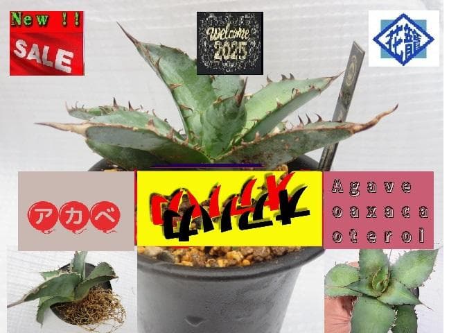 激安/アガベ チタノタ 才ア八力/超強鋸歯/発根済み /プツプツ 株/A22