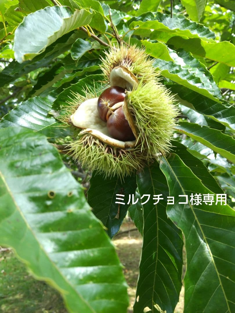 ミルクチョコ様専用です。トートバッグセット