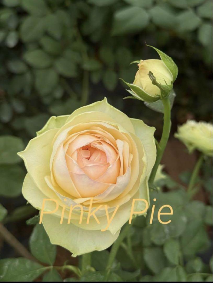 切り花品種バラ苗　レアバラ 　Pinky Pi♡ Rose 希少 バラ苗 切り花品種 Pinky P*.^ - メルカリ
