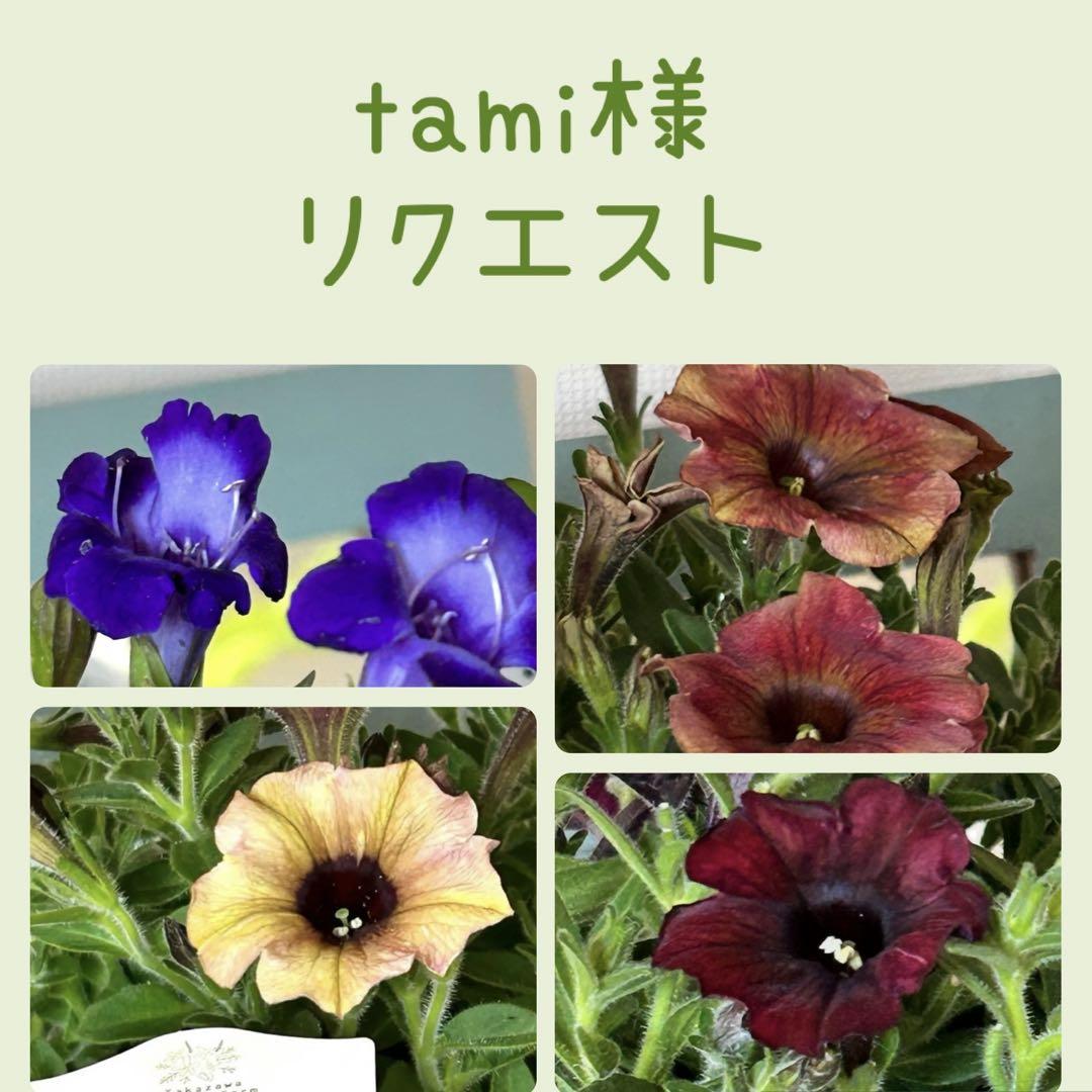 tami様　確認用花