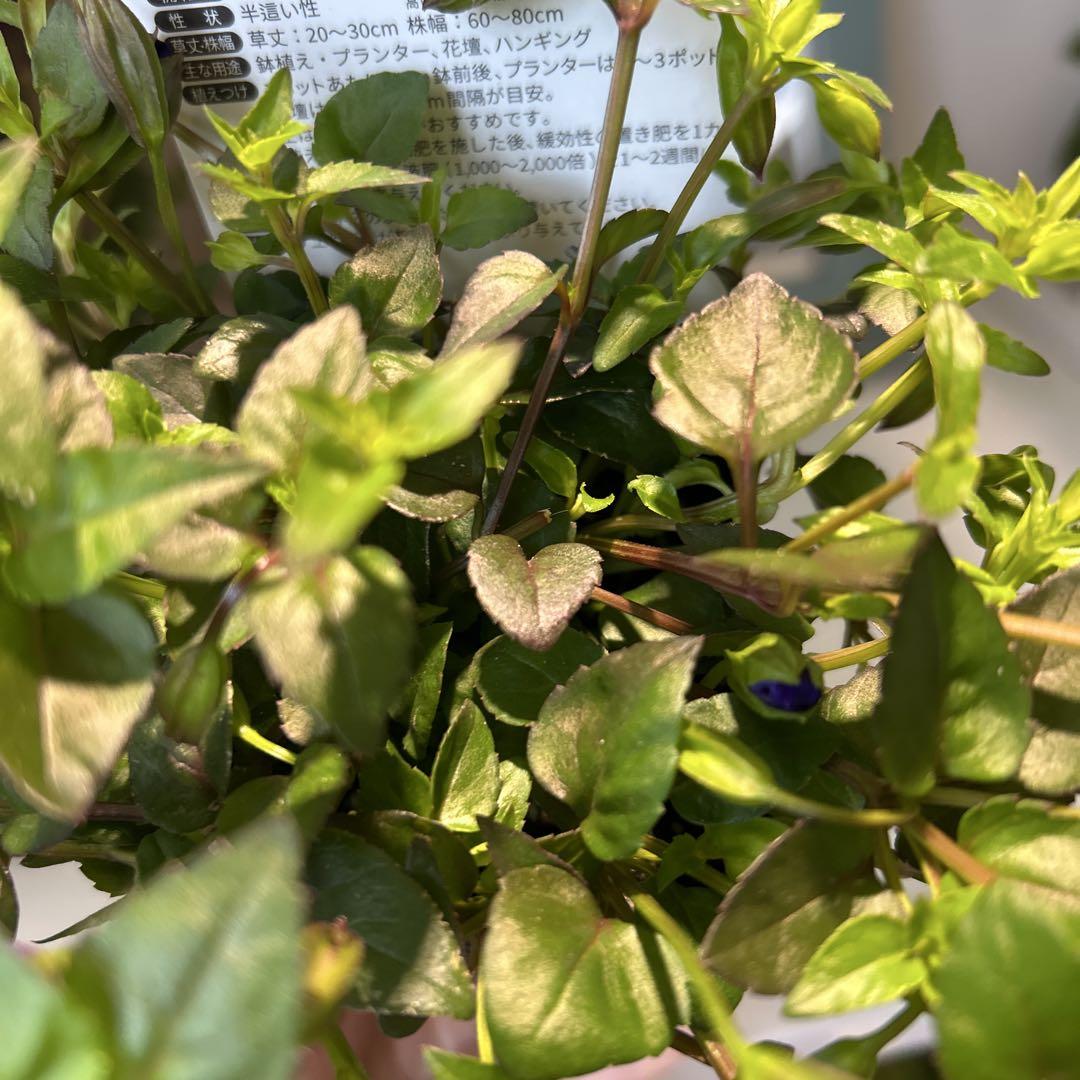 tami様　確認用