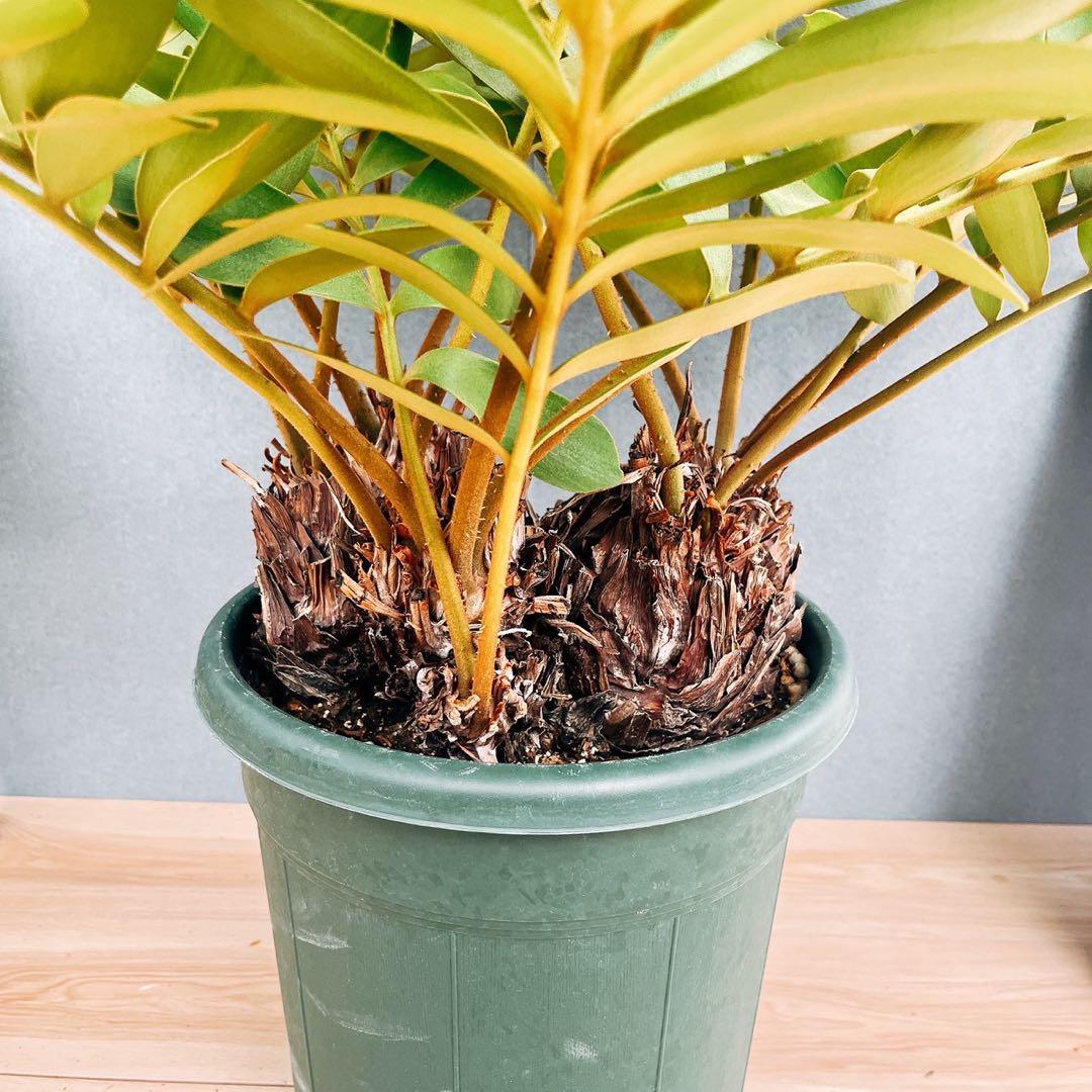 観葉植物